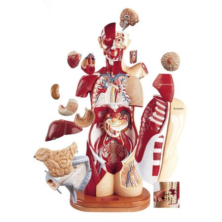 Anatomical Model, Multi-Torso: Male, Female -  DENOYER-GEPPERT, 0715-00